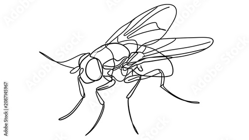 Detailed fly illustration on white background.