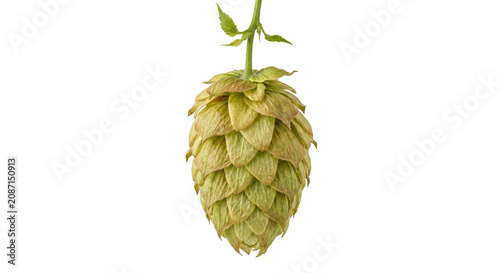 Photos Single hop cone with stem and leaves isolated on white background