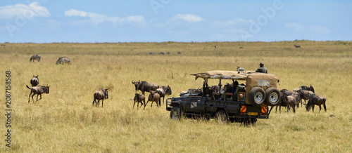 Canvas Print Gnou, safari photo, Zèbre de Grant