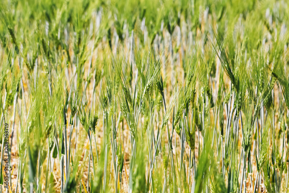 Fototapeta premium Green cereal field background. Young barley ears grow in summer sunlight. Long awns create a soft natural texture. Agricultural crop fills the frame. Farming season in countryside.