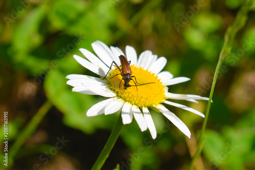 Black-tailed longhorn beetle (Stenurella melanura) on a chamomile flower