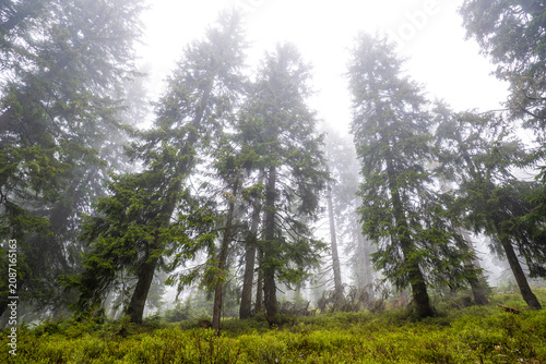 Konstfotografi Fichtenwald mit Nebel im Riesengebirge bei Harrachov in Tschechien 6