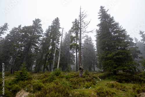 Konstfotografi Fichtenwald mit Nebel im Riesengebirge bei Harrachov in Tschechien 4