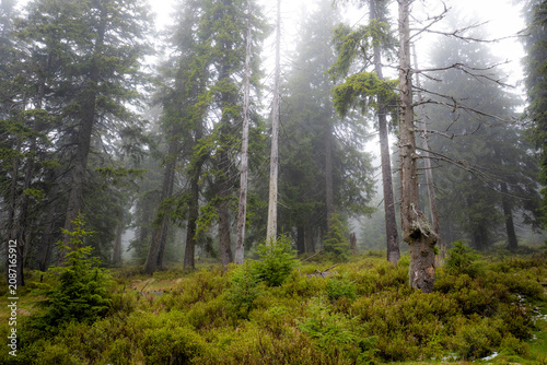 Fotografie Fichtenwald mit Nebel im Riesengebirge bei Harrachov in Tschechien 3