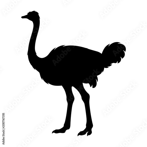 Fotografie Ostrich silhouette, black bird, large flightless bird, African wildlife icon iso