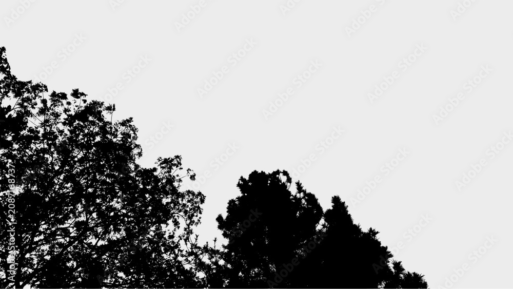 Fototapeta premium Silhouette Serene Tree Canopy Low Angle Natural Scenery Background