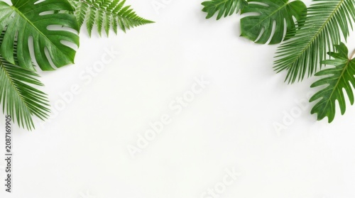 Tropical palm and monstera leaves arranged as a decorative border on a clean white background for summer design