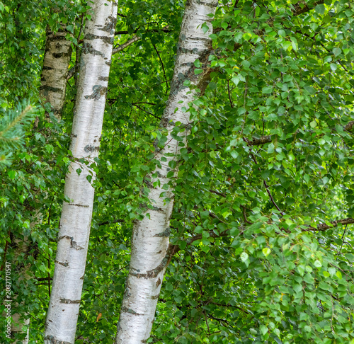 Birches. Summer birch forest landscape.