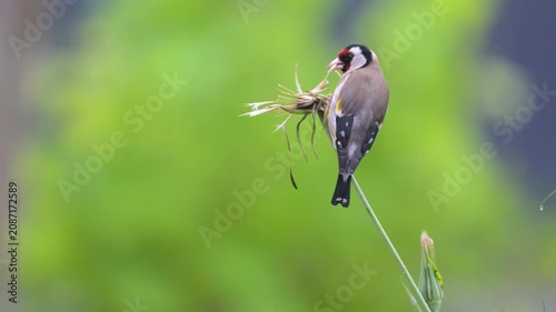 European goldfinch observing and eating the seeds of a Yellow Goat's Beard flower bud in spring in a garden. Carduelis carduelis, Tragopogon dubius, Indre-et-Loire 37, région Centre, France, Europe