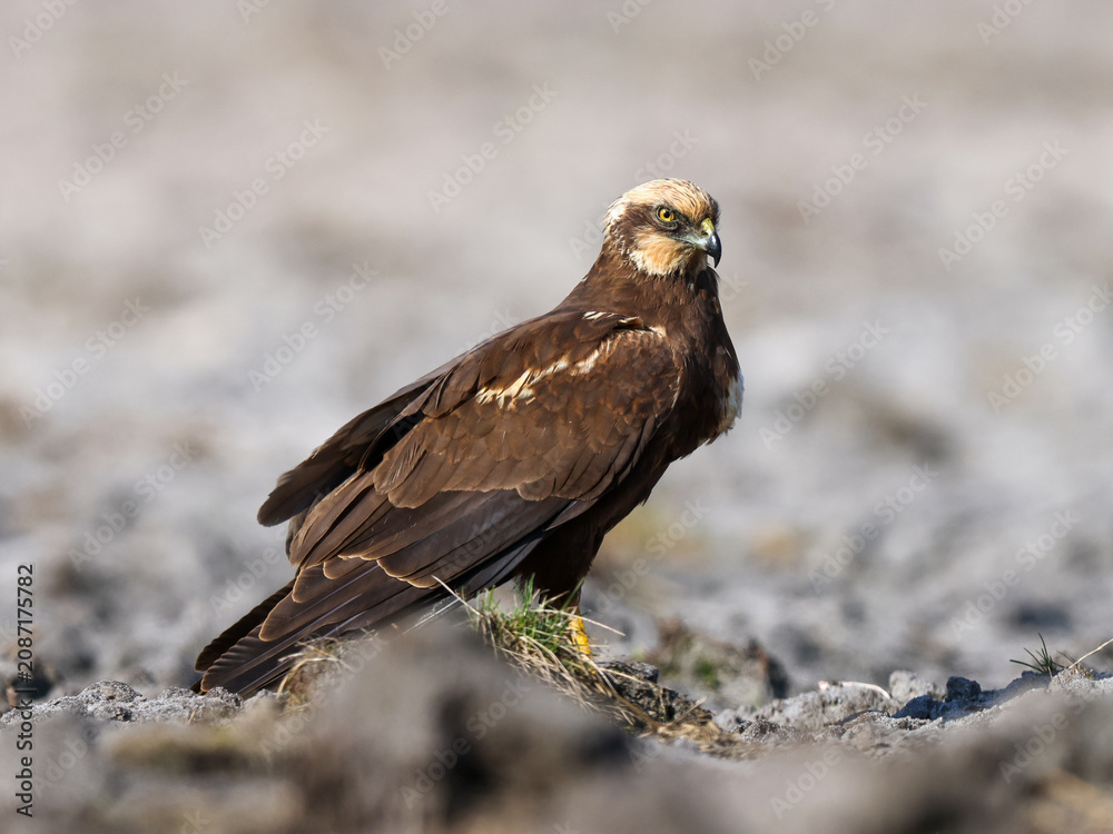 Fototapeta premium A female marsh harrier sits on the ground over her prey.