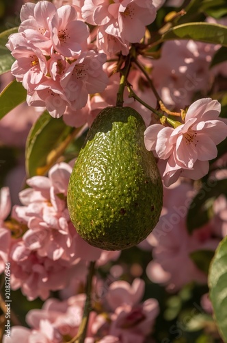 Avocado Fruit Hanging Among Pink Flowers in a Garden During Spring Season