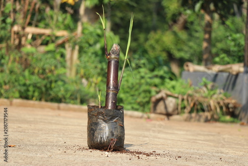 Nursery bag or the growing bag with green sprouts from a sugarcane stem ready to be planted