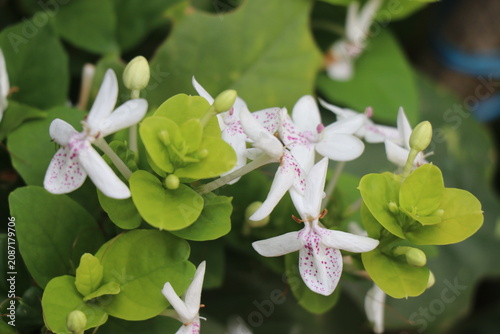 Close-up view of blossoming jasmine flowers with natural light exposure