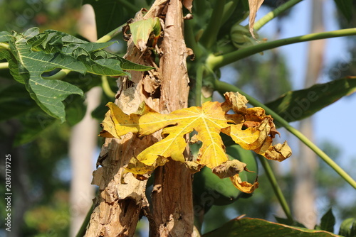 Papaya plant with one of its leaves turned yellow exposed to natural light in a natural background