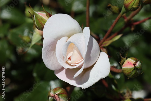single white shrub rose blossom surrounded by green, pink, red buds (floribunda) (macro, close-up, stunning, strong-sunlight) 4565