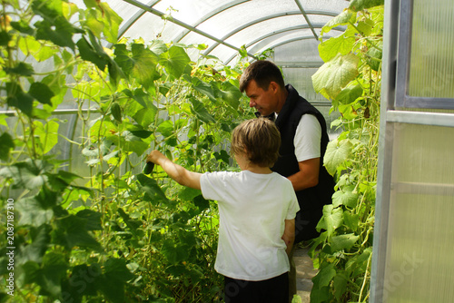 Foto A farmer and his child are picking cucumbers in a greenhouse
