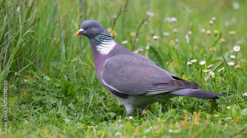 Male Wood pigeon walking away, observing and eating grass in spring in a domestic garden after rain. Columba palumbus, Indre-et-Loire 37, région Centre-Val de Loire, France, European Union, Europe