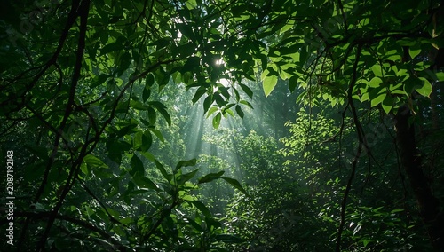 Light Shines Through Trees in a Dense Forest During Morning Hours