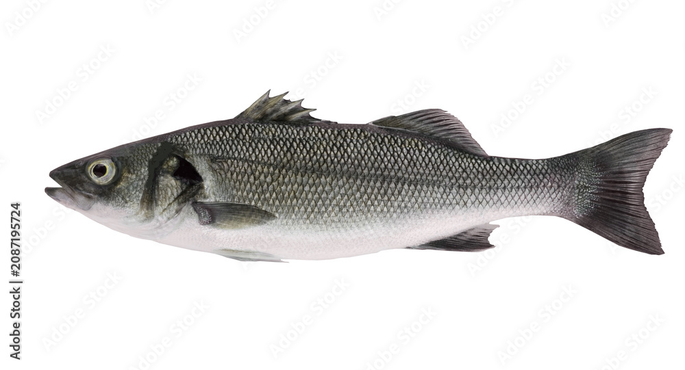 Obraz premium fish isolated