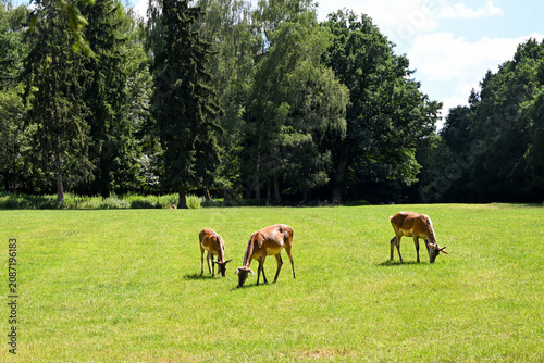 Deer grazing on sunlit meadow with forest background