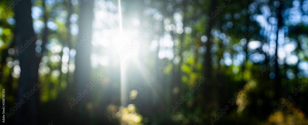 Naklejka premium Sunlit green leaves with soft blur. Vibrant forest green foliage with glowing light. Forest under bright summer sun. Blurred green trees nature backdrop. Organic greenery with dreamy bokeh effect.