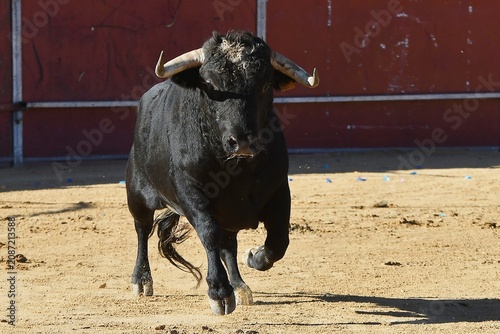 black and white goat