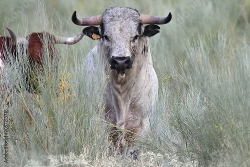 goat on the meadow