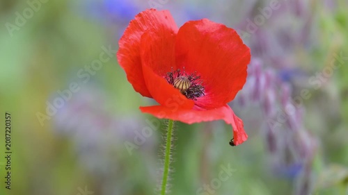 Corn poppy flower with a metalliuc bluish green flower beetle shaken by the wind. Papaver rhoeas, Borago officinalis, Psilothrix viridicoerulea, Indre-et-Loire 37, région Centre, France, Europe
