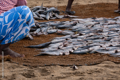 Tableau sur toile Sri Lankan women drying fish on the sandy beach of Negombo fish market