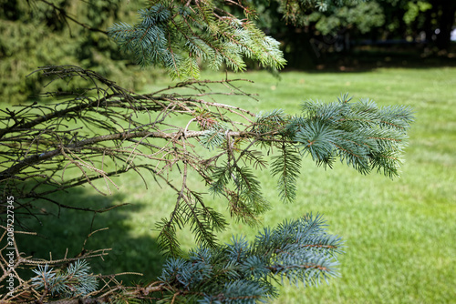 Close-up of blue spruce tree branches with affected with needle drop disease