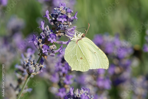 фотографія Common brimstone butterfly (Gonepteryx rhamni) sitting on lavender in Zurich, Sw