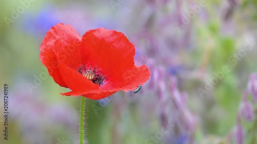 Beetle walking on a petal of a Corn poppy flower shaken when a Carpenter Bee comes to forage. Psilothrix viridicoerulea, Xylocopa violacea, Papaver rhoeas, Borago officinalis, France, Europe