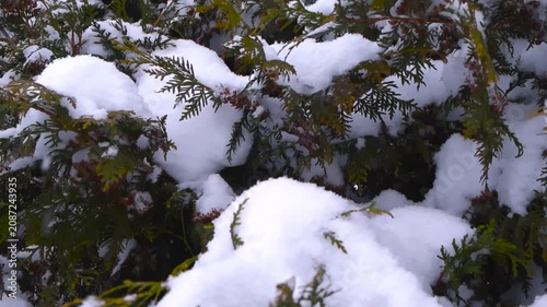 Soft white snowflakes gently falling and accumulating on the green branches of an evergreen thuja hedge during a cold winter day, creating a beautiful and serene natural winter wonderland scene