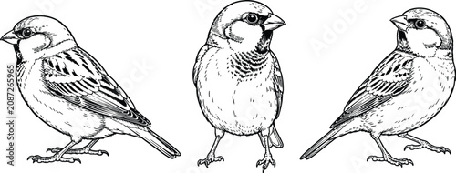 Cuadro en lienzo Sparrow illustrations black and white sketch style on a white background