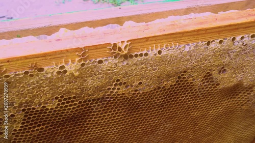 Close up of honey wood wax frame honeycomb, 4k slow motion.