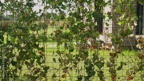 Green ivy leaves growing on a wire mesh fence creating a living wall for privacy and natural garden decoration, with a modern house and backyard in the background