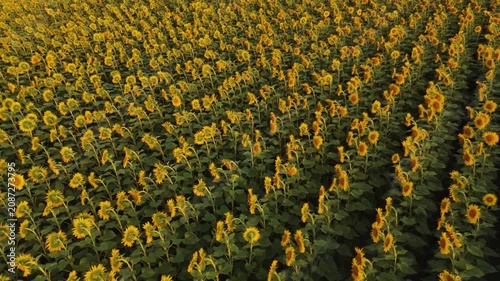 Aerial view of a sunflower field blooming during a beautiful sunset with warm evening light shining on the vibrant yellow flowers