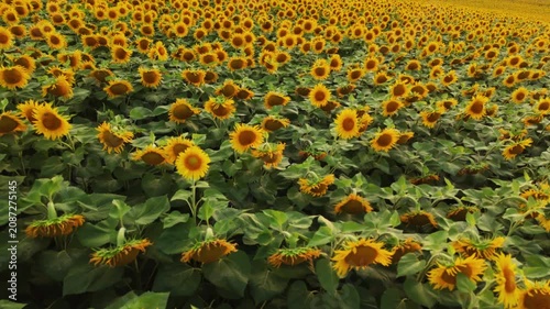 Aerial view of a blooming yellow sunflower field during a beautiful sunny day in the countryside