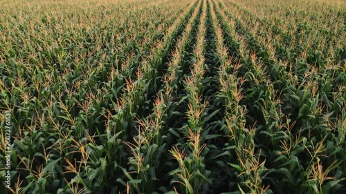 Aerial backwards flight over a green cornfield plantation during a beautiful summer sunset in the countryside landscape