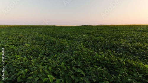 Green soybean field swaying in the wind under a beautiful sunset sky in a rural agricultural landscape with no people