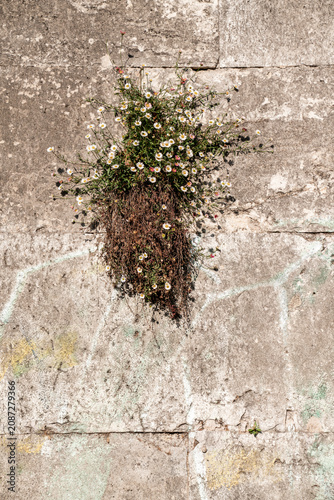 Small wildflower cluster with exposed roots growing from a crack in a weathered concrete wall