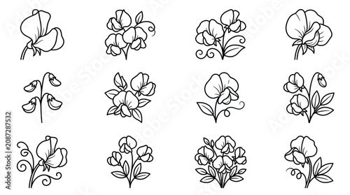 Sweet Pea Flower Illustrations Set - Hand Drawn Botanical Line Art