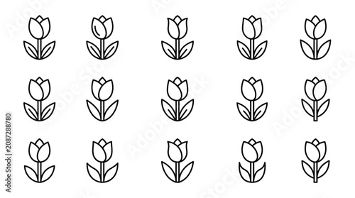 Tulip Pattern