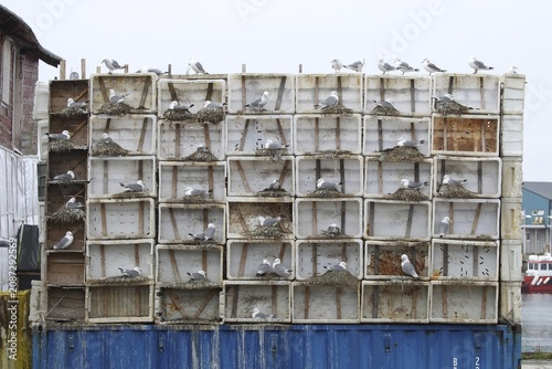 Black-legged kittiwake (Rissa tridactyla) specially installed breeding aids in Vardö on the island of Vardoya in the Barents Sea, Lapland, northern Norway, Scandinavia