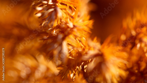 Photos Macro Detail of Dry Orange Coniferous Pine Needles