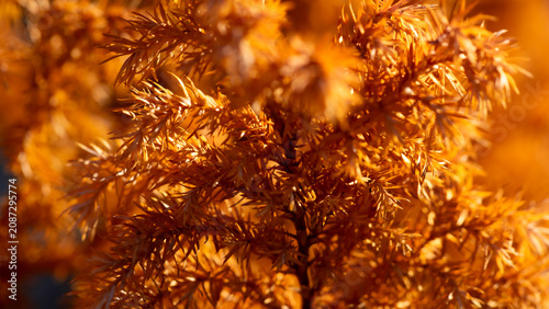 Photos Macro Detail of Dry Orange Coniferous Pine Needles