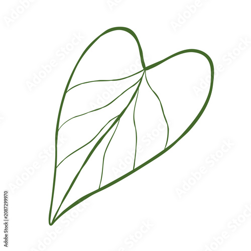 Obraz na plátně Hand-drawn outline illustration of philodendron leaf isolated on a white background