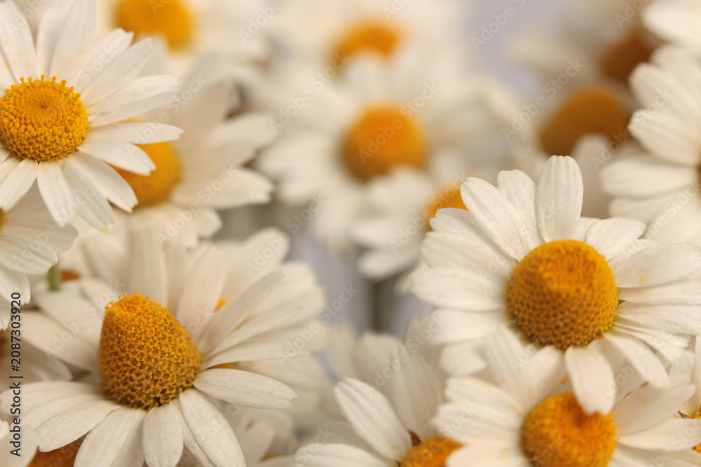 Fototapeta premium Smoke close-up selective soft focus cream beige white, yellow small medical Chamomile Flower, petal bouquet. Natural art neutral blur background.