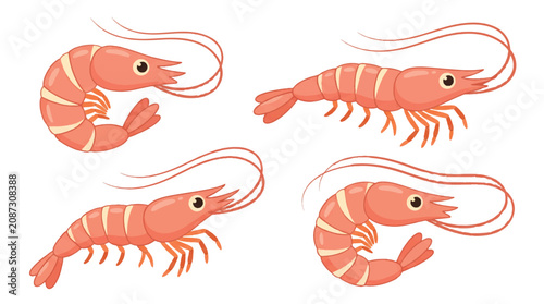 Collection of Fresh Pink Shrimp and Prawn Illustrations Ready for Delicious Culinary Recipes and Seafood Dishes