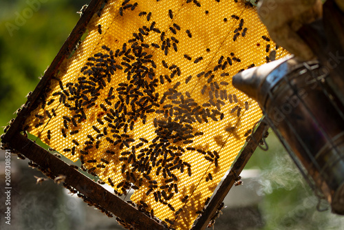 Obraz na plátně Beekeeping frame with bees during honey harvest